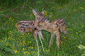 I due cuccioli di capriolo