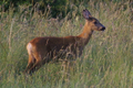 Capriolo femmina al pascolo