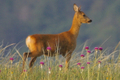 Capriolo femmina tra le fioriture primaverili