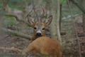 Capriolo maschio