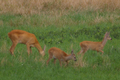 Capriolo