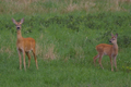 Capriolo