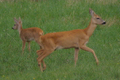 Capriolo