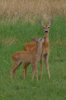 Capriolo