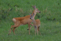 Capriolo