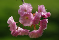 Ciliegio giapponese in fiore