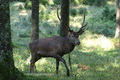 Cervo maschio nel bosco