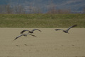 Gru in volo sul campo