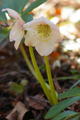 Rosa di Natale, particolare dei fiori