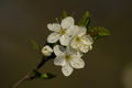 Fiore di ciliegio