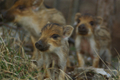 Tre cuccioli di cinghiale