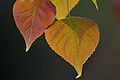 Fresche foglie di pioppo nero in controluce