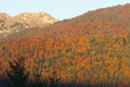 Luce serale sulla foresta in autunno