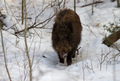 Cinghiale esemplare giovane sulla neve