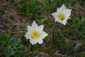 Primavera nel Parco Nazionale del Gran Paradiso