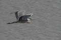 Cenerino in volo sulla laguna