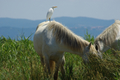 Airone guardabuoi a cavallo del Camargue