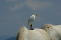 Airone guardabuoi sul Camargue