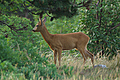 Capriolo maschio in primavera