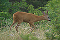 Capriolo maschio al pascolo