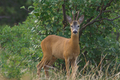 Capriolo maschio al pascolo