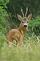 Capriolo maschio