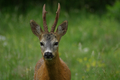 Maschio di capriolo in primo piano