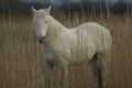 Cavallo Camargue - Isola della Cona