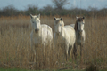 Cavalli Camargue tra le canne