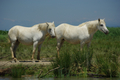 Cavalli Camargue sul bordo del fiume