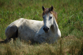 Cavallo razza Camargue sdraiato