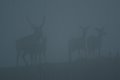 Cervi nella nebbia del primo mattino