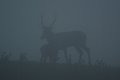 Cervo maschio nella nebbia