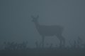 Femmina di cervo nella nebbia