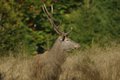 Cervo maschio sorpreso in una radura