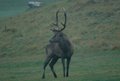 Cervo maschio con il suo magnifico trofeo