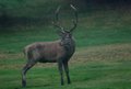 Magnifico maschio di cervo sul campo