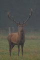  Un possente cervo maschio sul campo