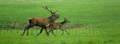 Cervo maschio in corsa con un piccolo