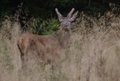 Cervo giovane sorpreso al pascolo nelle alte erbe
