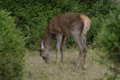Giovane cerva al pascolo nel bosco