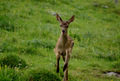 Cerbiatto in piena corsa