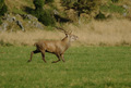 Cervo in corsa sulla piana