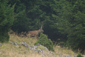 Un cervo imponente esce dal bosco