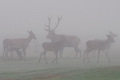 Gruppo di cervi nella nebbia