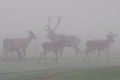 Gruppo di cervi nella nebbia