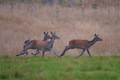 Femmine di cervo in corsa