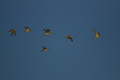Chiurlo maggiore, formazione in volo