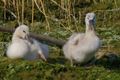 Cigno reale, due vivaci pulcini