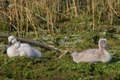 Cigno reale, due piccoli